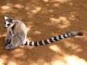 426 Local Ring Tailed Lemur
